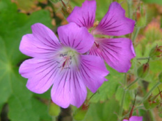 Geranium 'Sirak' bestellen